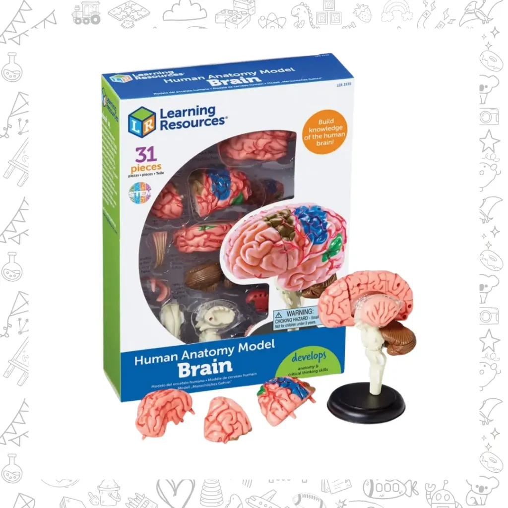 Modelo anatomico CEREBRO