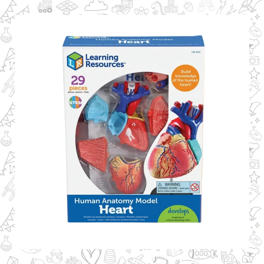 Modelo anatomico CORAZÓN