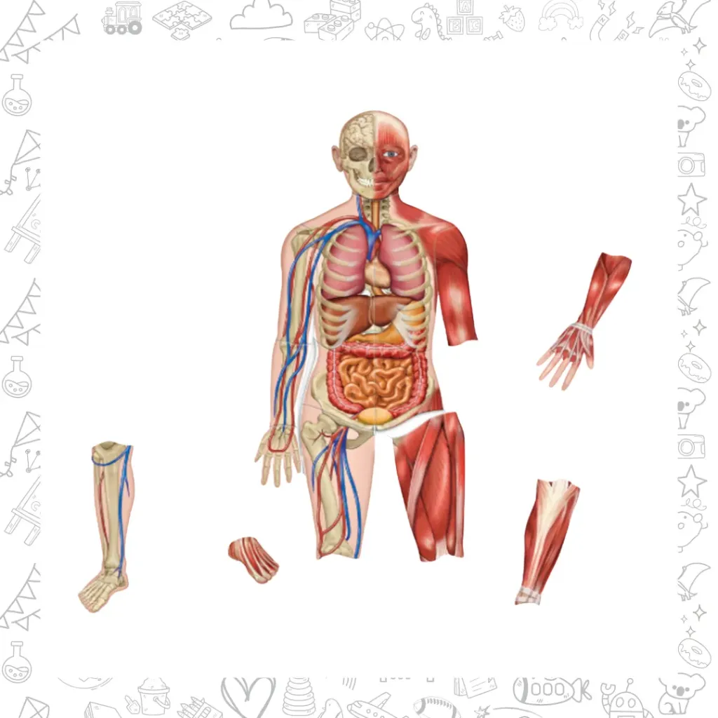 Cuerpo humano magnetico (musculos y huesos)