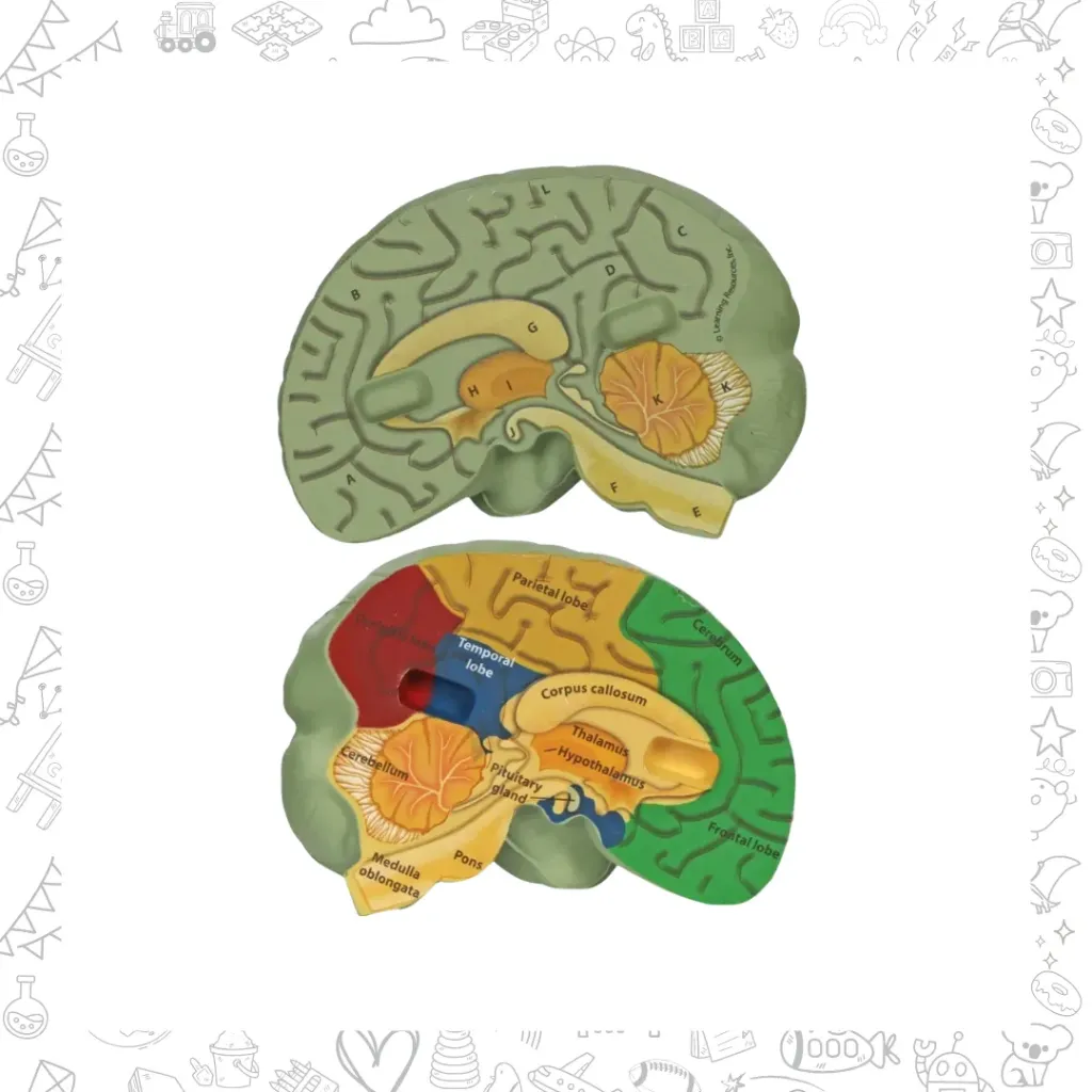 Cross-section Brain model