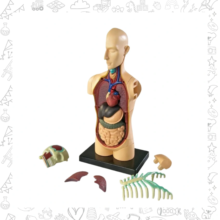 Modelo anatomico del cuerpo humano